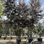 Prunus virginiana 'Schubert'