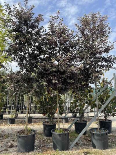 Prunus virginiana 'Schubert'