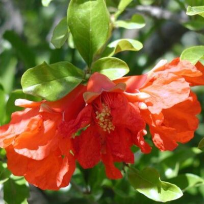 fiori e frutto di punica granatum melograno da fiore