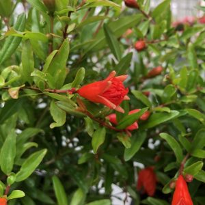 Punica granatum 'Nana' Melograno delle Nano Antille - fiore