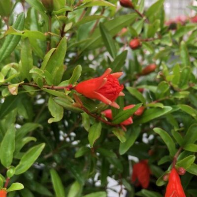 Punica granatum 'Nana' Melograno delle Nano Antille - fiore
