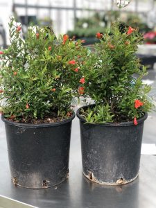 Punica granatum 'Nana' Melograno delle Nano Antille - vaso 9 litri