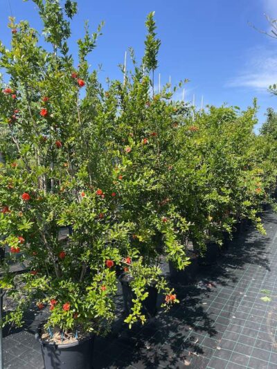 Punica granatum ‘Rubra Plena’ MELOGRANO DA FIORE Vivai Frappetta