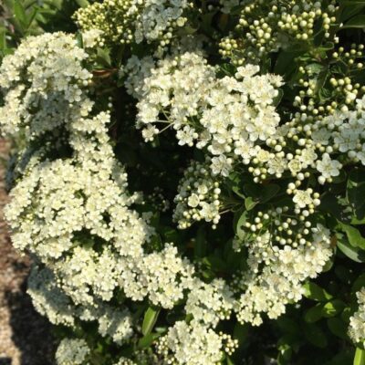 Pyracantha - Fiori