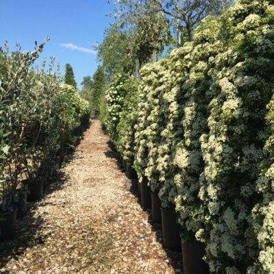 Pyracantha - Vivai Frappetta