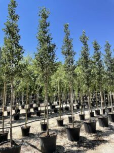 Pyrus calleryana 'Chanticleer'