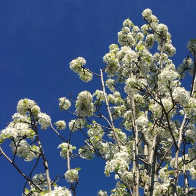 Fioritura di Febbraio di Pyrus calleryana 'Chanticleer' nei Vivai Frappetta