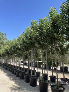 Pyrus calleryana 'Chanticleer' 16-18