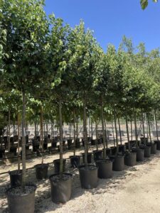 Pyrus calleryana 'Chanticleer' 18-20