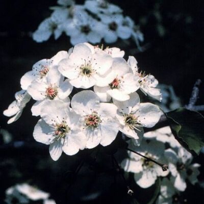 Primo piano dei fiori di Pyrus calleryana