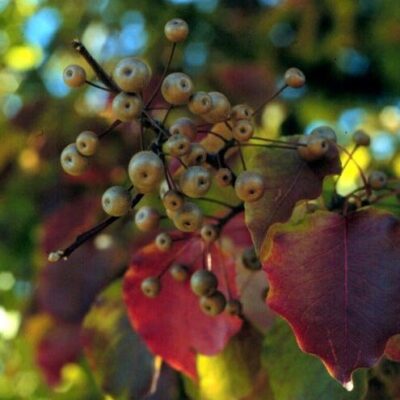 Particolare dei frutti di Pyrus calleryana