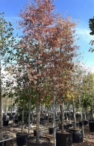 Querce delle Paludi - Autunno 2022 - Vivai Frappetta