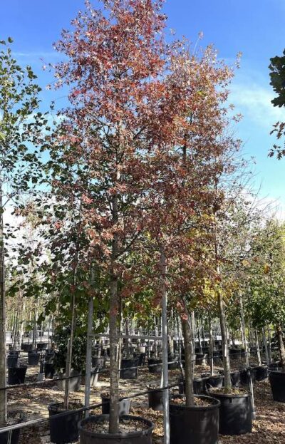 Querce delle Paludi - Autunno 2022 - Vivai Frappetta