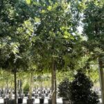 Quercus cerris CERRO