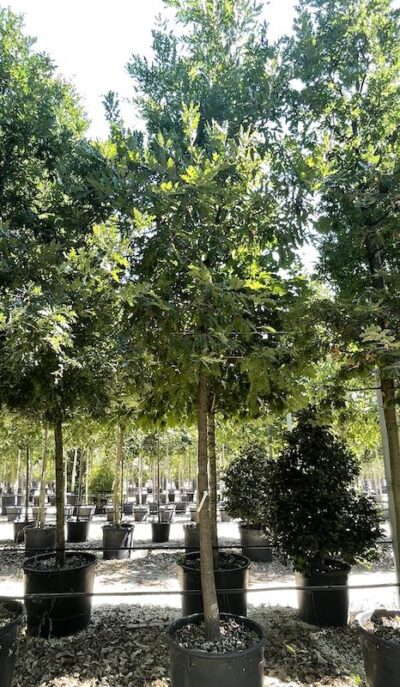 Quercus cerris CERRO