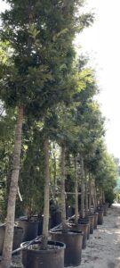 Quercus cerris CERRO Vivai Frappetta