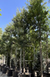 Quercus cerris CERRO Vivai Frappetta 2