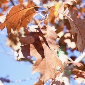 Quercus rubra (=Q. borealis maxima) - QUERCIA ROSSA AMERICANA