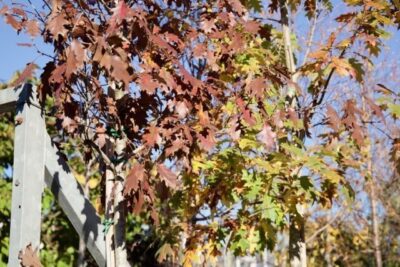 Quercus rubra QUERCIA ROSSA AMERICANA - immagine 7