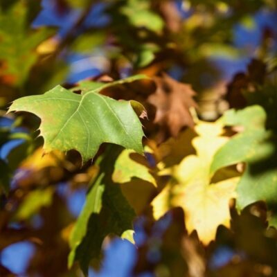 Quercus rubra QUERCIA ROSSA AMERICANA - immagine 8