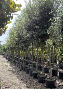 Quercus ilex LECCIO 14-16