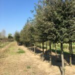 pianta di quercus ilex leccio coltivata nei vivai frappetta