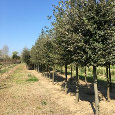 pianta di quercus ilex leccio coltivata nei vivai frappetta