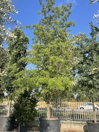 Quercus imbricaria - Vivai Frappetta