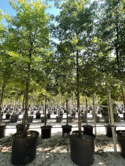 Quercus palustris QUERCIA DELLE PALUDI - Vivai Frappetta