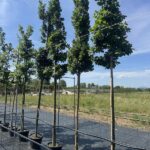 Quercus petraea ROVERE Vivai Frappetta