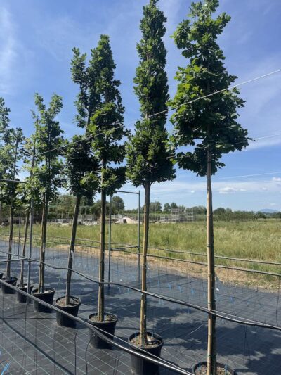 Quercus petraea ROVERE Vivai Frappetta