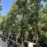 Quercus pubescens ROVERELLA - Vivai Frappetta