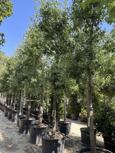 Quercus pubescens ROVERELLA - Vivai Frappetta
