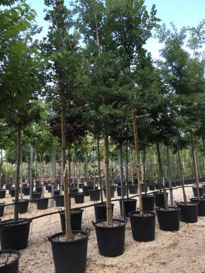 Quercus pubescens ROVERELLA - alberi