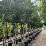 Quercus robur QUERCIA COMUNE; FARNIA Alto Fusto