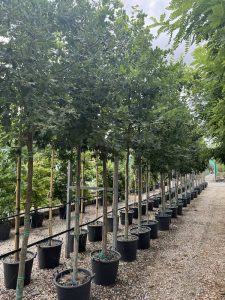 Quercus robur QUERCIA COMUNE; FARNIA Alto Fusto