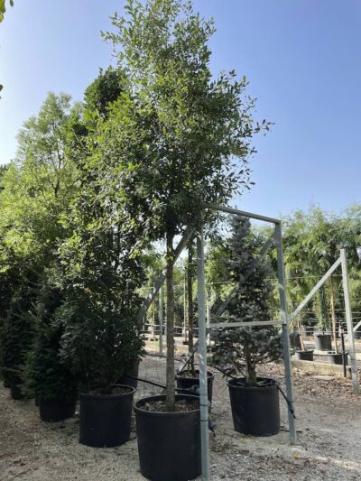Quercus robur QUERCIA COMUNE - Vivai Frappetta