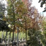 Quercus rubra QUERCIA ROSSA AMERICANA - Vivai Frappetta