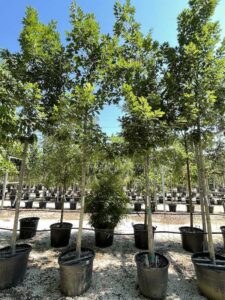 Quercus rubra QUERCIA ROSSA AMERICANA - Vivai frappetta