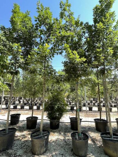 Quercus rubra QUERCIA ROSSA AMERICANA - Vivai frappetta