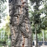 Quercus suber - QUERCIA DA SUGHERO - Corteccia
