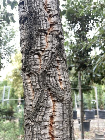 Quercus suber - QUERCIA DA SUGHERO - Corteccia