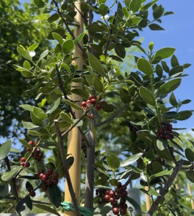 Rhamnus alaternus ALATERNO