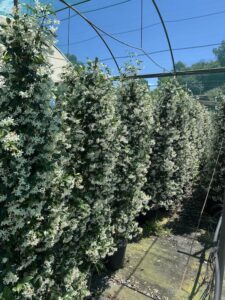 Rhynchospermum jasminoides RINCOSPERMO CL18
