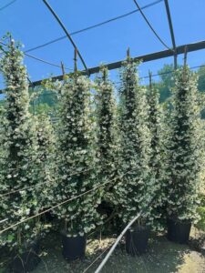Rhynchospermum jasminoides RINCOSPERMO CL35