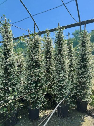 Rhynchospermum jasminoides RINCOSPERMO CL35
