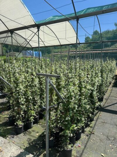 Rhynchospermum jasminoides RINCOSPERMO CL5