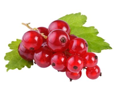 frutti di ribes comune rosso