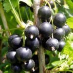 frutti di ribes nero