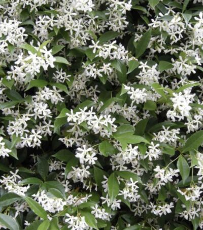 Rhynchospermum jasminoides RINCOSPERMO